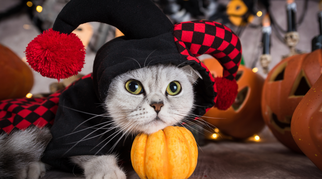 Cat in halloween costume