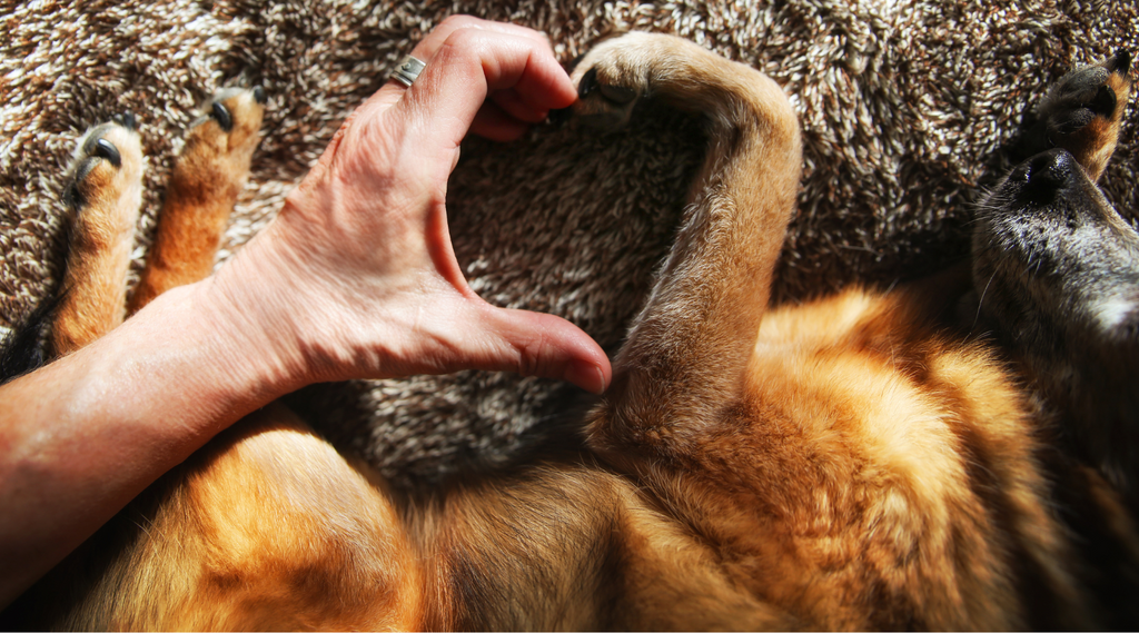 Dog parent making a heart sign with her dog.