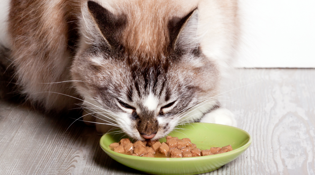 Cat eating food