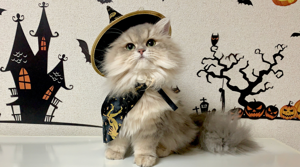 Cat in halloween outfit