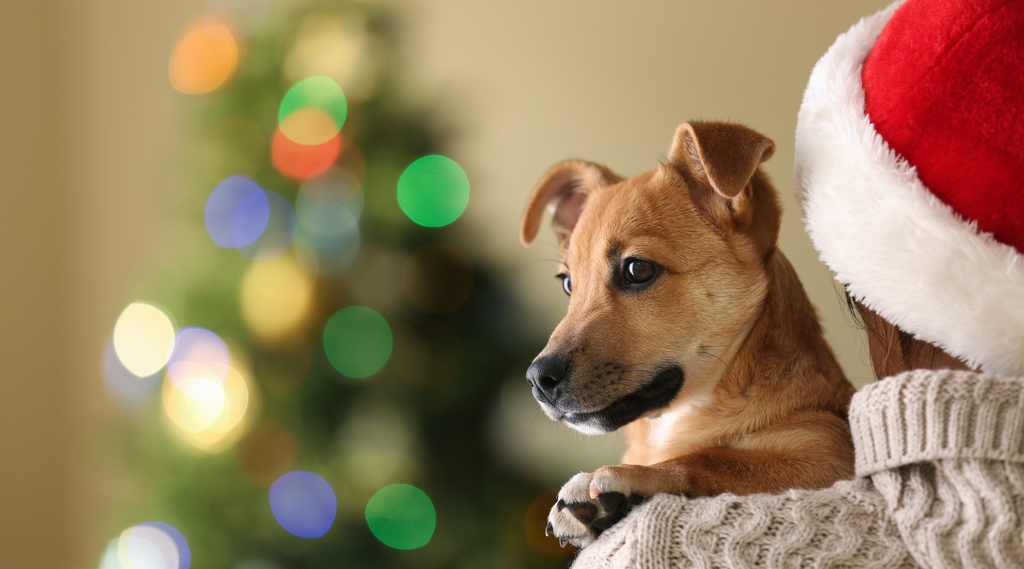 Happy puppy on Christmas morning, hugging human.