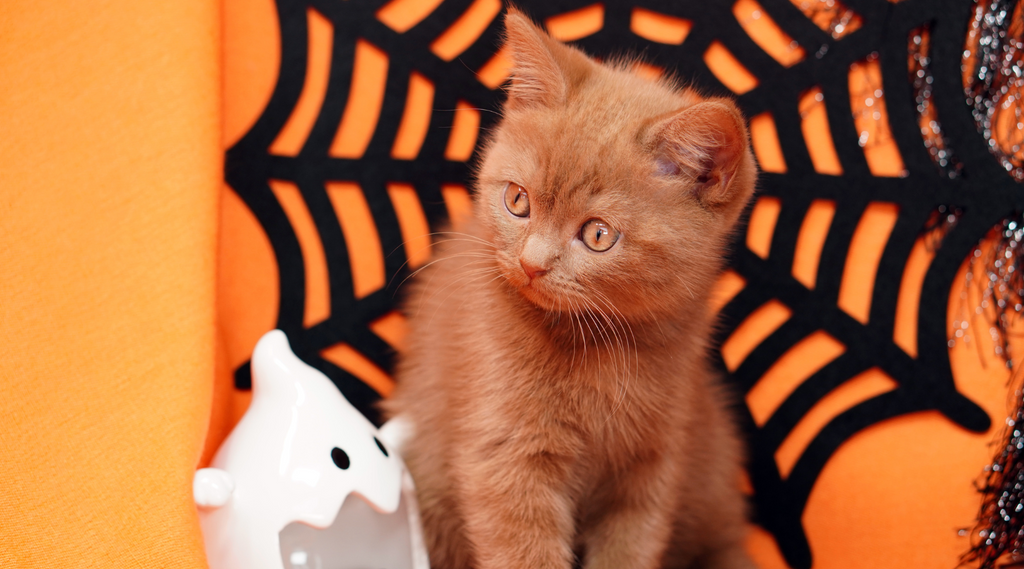 Cat and Halloween