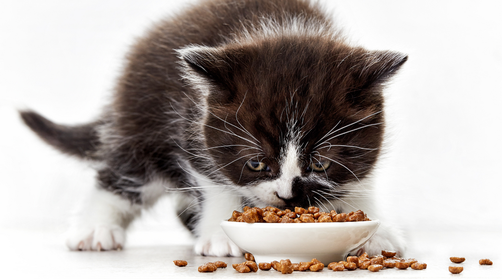 Kitten eating food