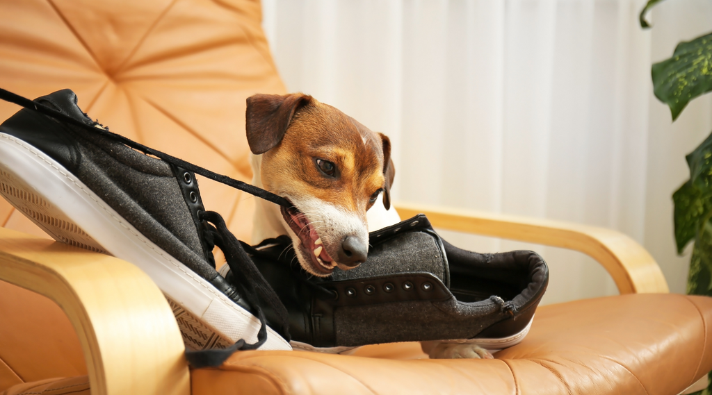 Dog playing with shoes