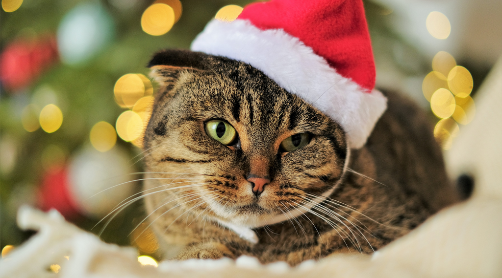 Katze trägt eine Weihnachtsmütze