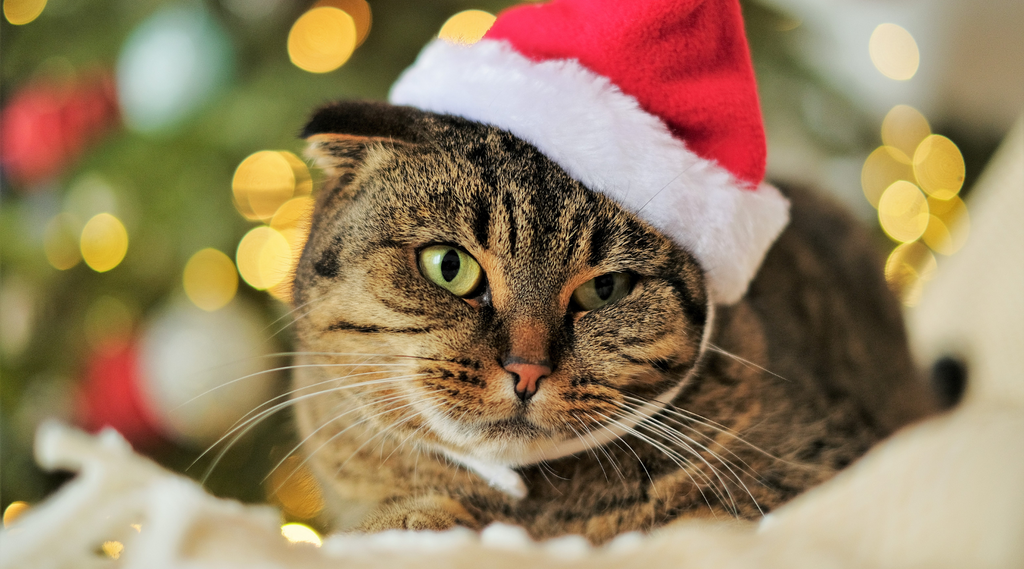 Cat wearing a Santa hat