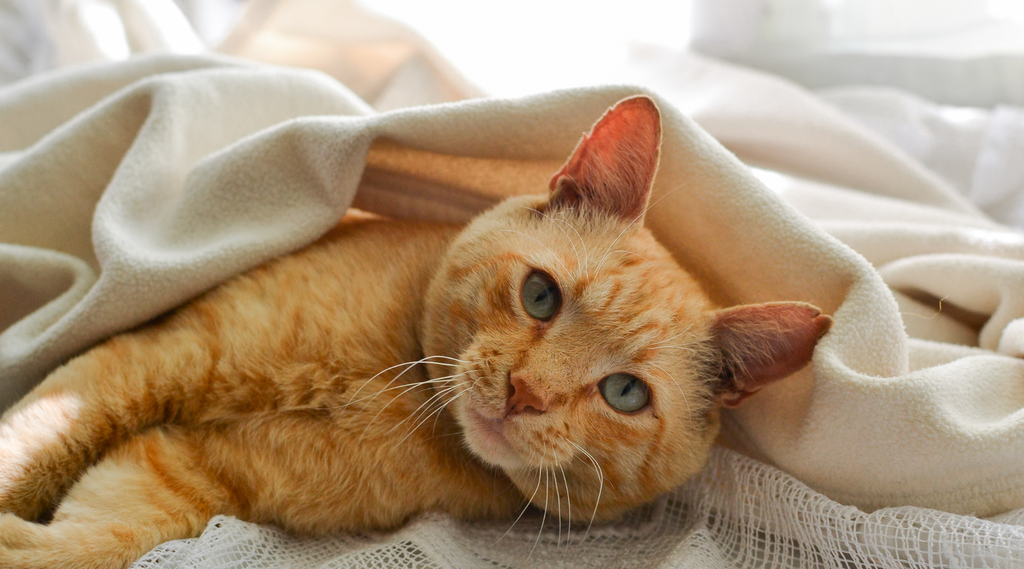 Cat with blanket