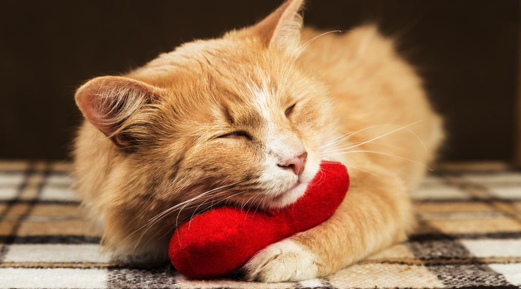 Cat cuddling with a plush toy
