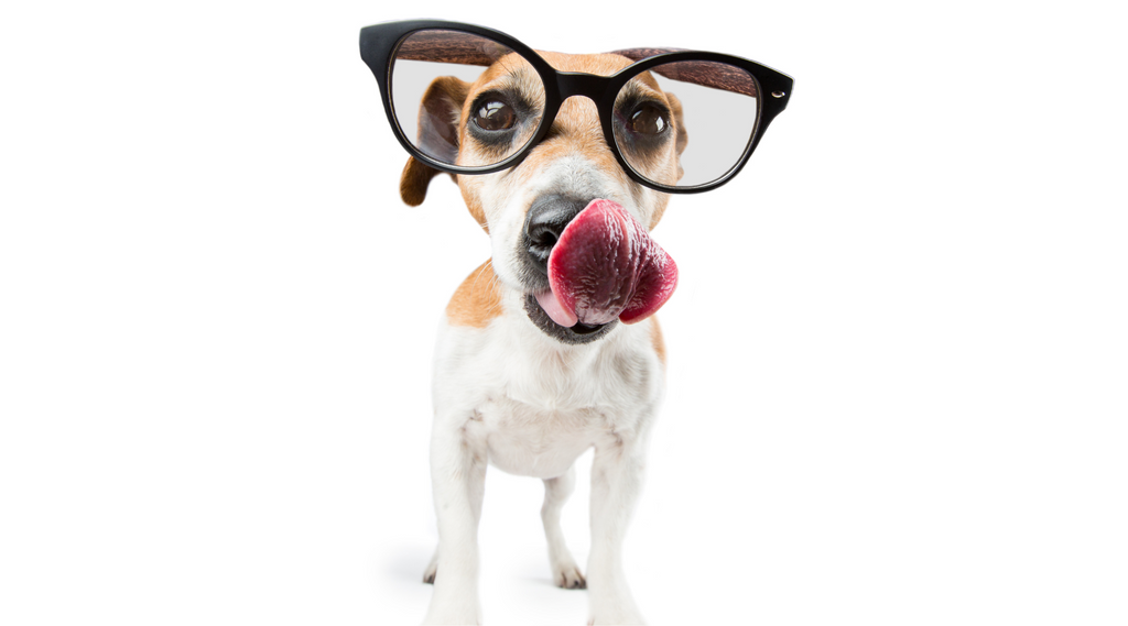 Hund mit Brille leckt sich die Nase