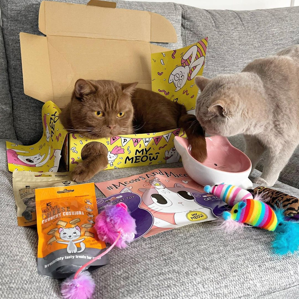 cats and cat subscription box