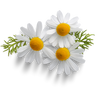 Chamomile flower