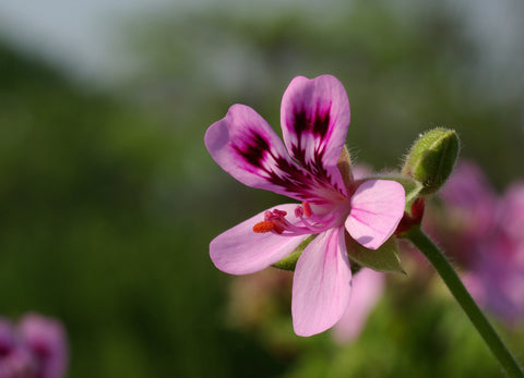 geranium