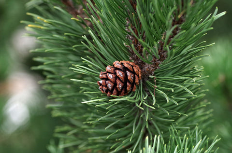 pine