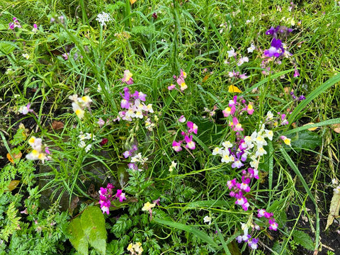 wildflowers