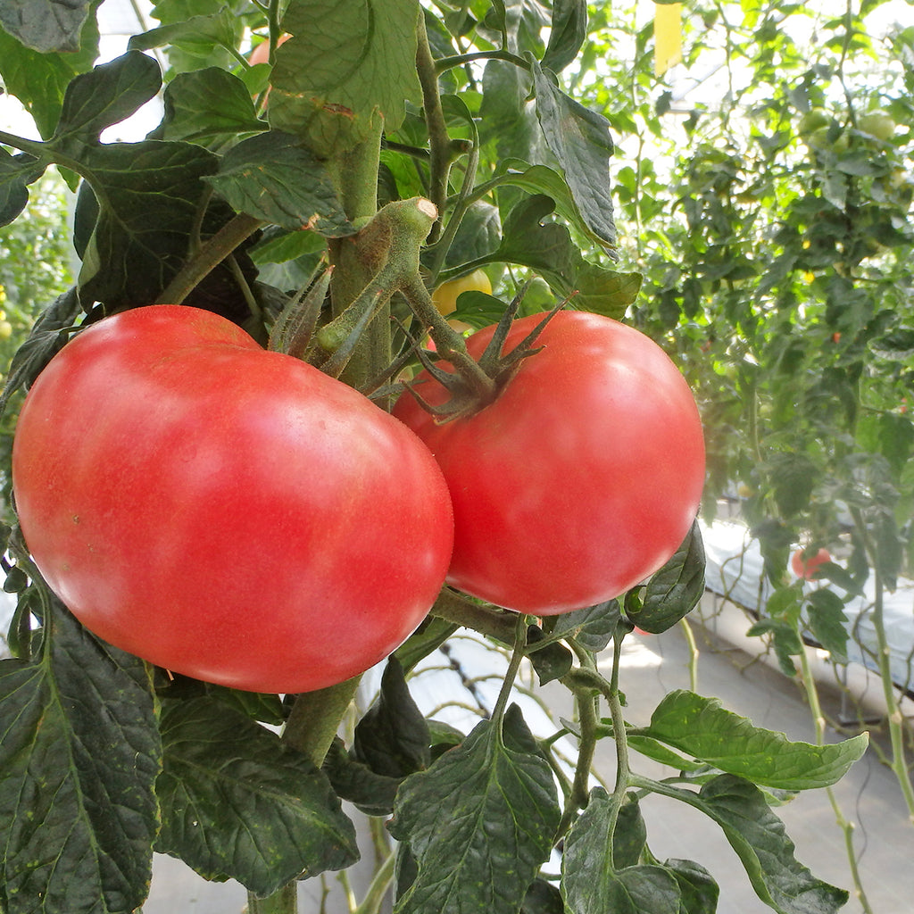 明野ファームトマト定期便1年 約2㎏ 10~14個 定期便ボーナスあり – 九州屋plus+