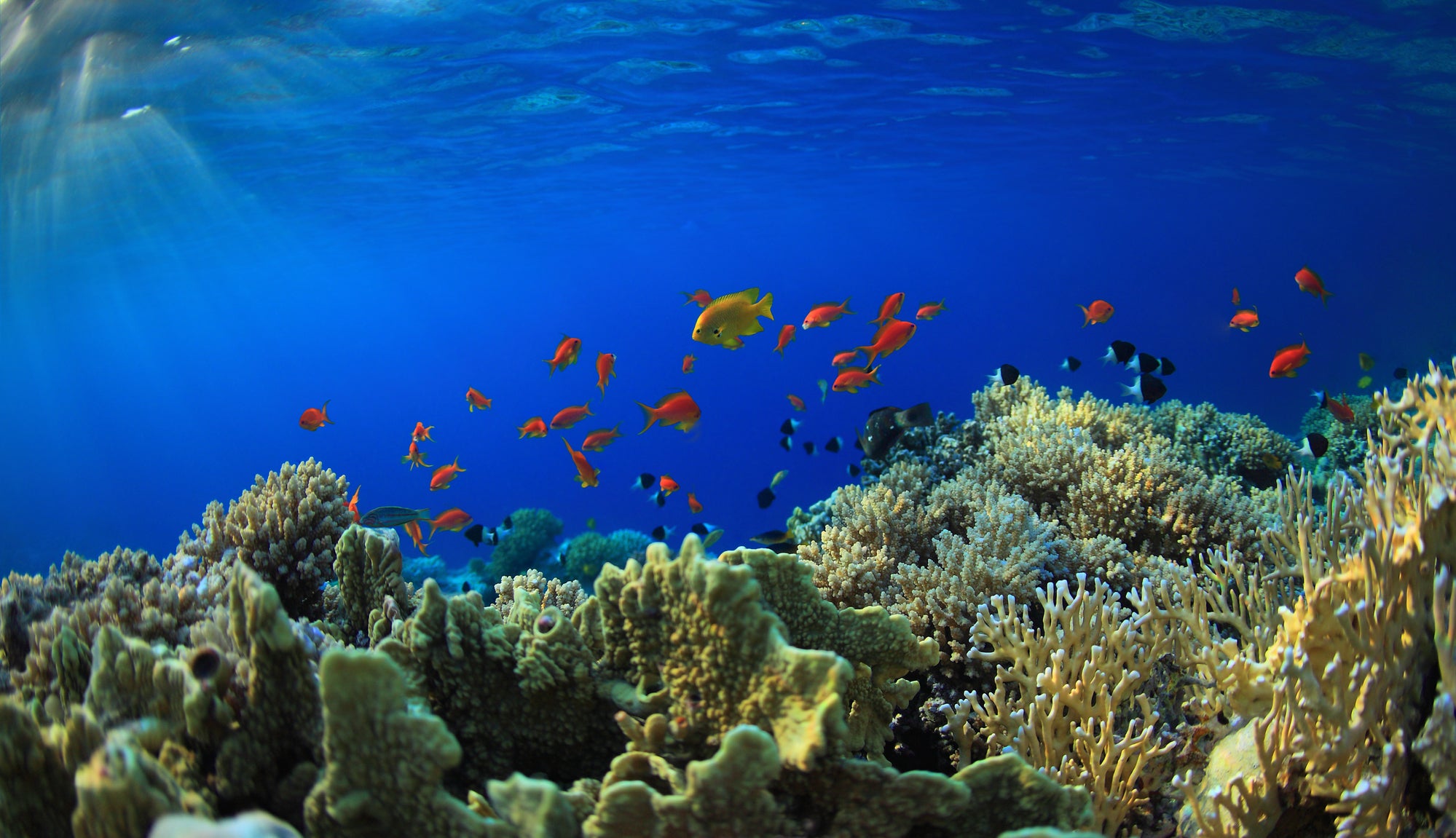 珊瑚の白化はなぜ起こる 海を守るためにできること Moani Organics