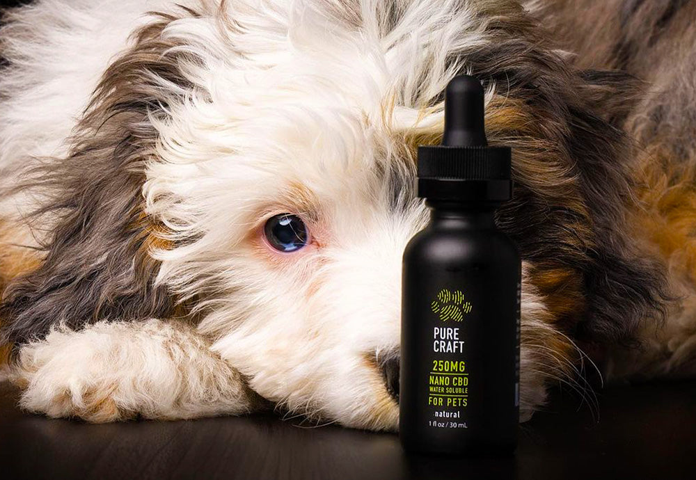 are thc gummies bad for dogs