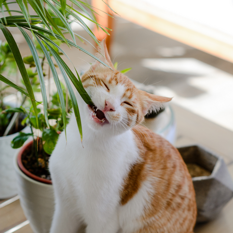 10 Common House Plants That Harm Cats & Safe Substitutes You Must Know | Higooga Blog