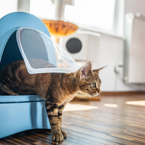 ALL ABOUT AUTOMATIC CAT LITTER BOXES