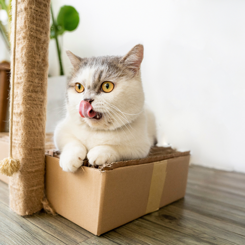 Do Cats Need Dental Care?