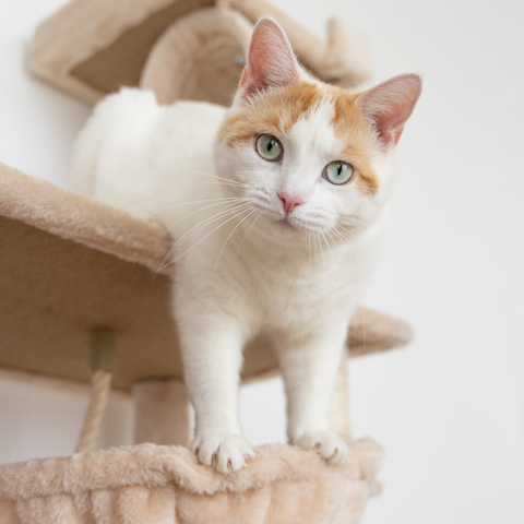 Basic Cat Care 101 | Higooga Blog