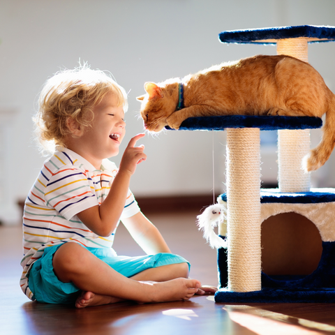 Playtime and Enrichment: Keeping Cats Happy and Stimulated | Higooga Blog