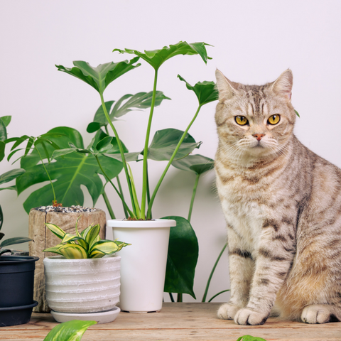10 Common House Plants That Harm Cats & Safe Substitutes You Must Know | Higooga Blog