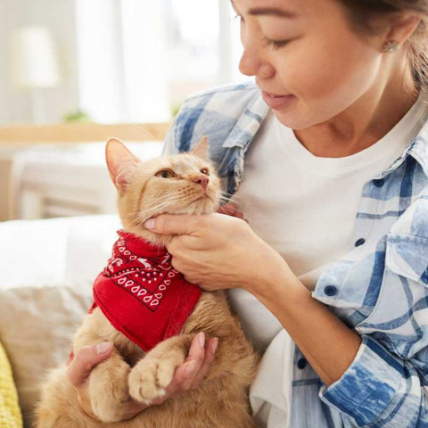 The Complete Guide to Cat Petting | Higooga Blog