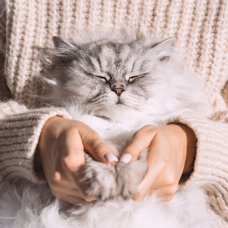 A Guide for First Time Cat Owners | Higooga
