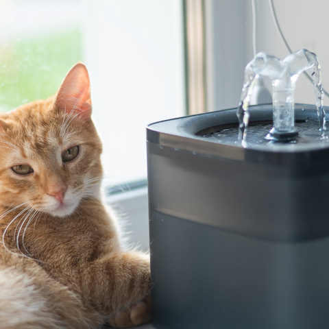 Keeping Your Cat Comfortable in the Summer Heat | Higooga Blog
