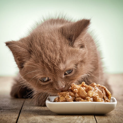 Top 10 Most Nutritious Human Foods for Cats