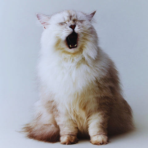 Why Cats Vomit and How to Prevent It | Higooga Blog