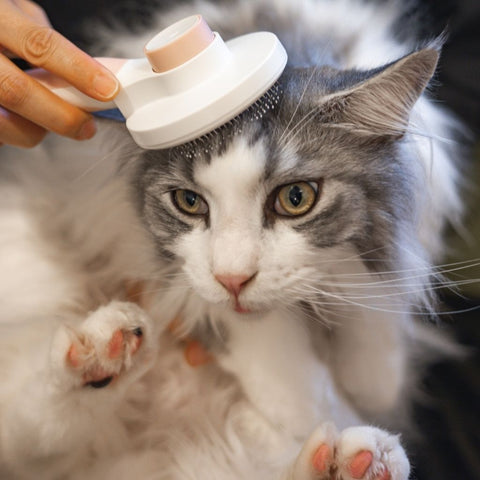 All the know on cat hairballs | Higooga Blog