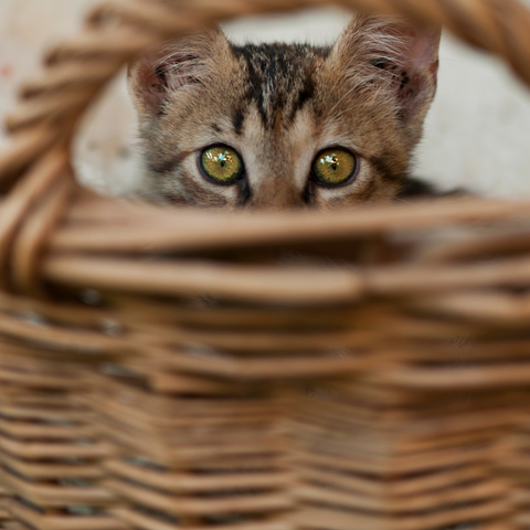 Why Cats Love To Hide | Higooga Blog
