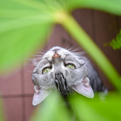 10 Common House Plants That Harm Cats & Safe Substitutes You Must Know | Higooga Blog