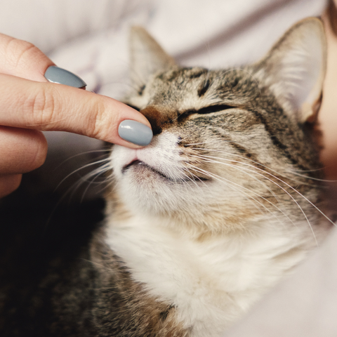 How to tell if your cat is really happy | Higooga Blog