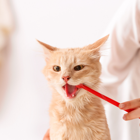 Do Cats Need Dental Care?