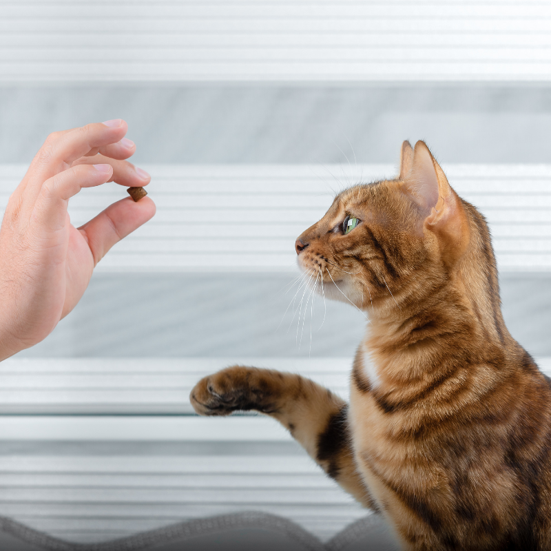 How to Train Your Cat to Be a Good Citizen | Higooga Blog