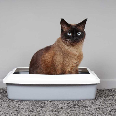 Everything You Need To Know About Having A Cat Litter Box  You've made up your mind that you want a cat. You're excited about the love and affection this particular cat will bring into your life. But before you commit to bringing one home, you should be aware of some of the important factors when owning a cat, like purchasing a cat litter.   Owning a cat litter box is one of the most important things to consider if you have a cat. After all, your new feline friend needs a special place where he can poop and pee. It's also important that you provide him with the proper equipment so that he can appropriately do his business, which includes selecting the right shape, size, and color for the litter box.   This blog will help you decide on all these aspects of choosing a suitable litter box for your cat.  First, let's look at the different kinds of litter boxes to help you in your search.  5 Common Types of Cat Litter Boxes:  1. Open Litter Boxes Open litter boxes are just what they sound like, boxes or pans that have no cover in place. This type of litter box can't conceal the smell of the box and there is nothing to prevent the litter from being thrown on the floor.   2. Covered Litter Boxes Covered or hooded litter boxes are the type of litter where it has sides and roof. The cat can come and go through a flap door. This is perfect for cats who prefer privacy when doing their thing. Also, this is a perfect hiding spot for stressed cats.   3. Disposable Litter Pans These pans are made from sturdy biodegradable material and as the name suggests, this is designed to be thrown after use. This kind of litter pan is perfect when you're going for a vacation, as it is easier to discard the entire pan than to dig through a week's worth of soiled cat litter.  4. Self-Cleaning Litter Boxes Self cleaning litter boxes are similar to a typical litter box, the difference is that a self-cleaning litter box has sensors that detect when a cat uses it. The box rakes or flushes the garbage into a bin by itself rather than requiring you to scoop it up.  This is ideal for busy cat owners as they do not need to check on th box everyday cause they self-clean.   5. Sifting Litter Boxes  This kind of cat throne is available in open and covered types. This kind of litter box has a few distinct compartments: one sifting pan with tiny holes and one or two trays with a solid surface.   If you prefer a manual litter box, this kind will make your life easier because you don't need to dig and scoop the used litter.    How Big Should The Litter Box Be?  Now you know the different kinds of litter boxes. The next thing to consider is the size of the cat's litter box.   Any type of litter box you choose should have enough room inside for your cat to comfortably squat and move around.   Your cat's litter box should be as long as your cat, measured from the top of their snout to the tip of their tail.  What Kind of Design Makes Up a Good Litter Box?  The answer to this question is simple: it has to be functional.  A functional litter box is one that can be easily cleaned without having to worry about the waste being thrown all over the place. It also needs to be easy to get at and use, so that your cat doesn't have to wait for you to come back and help them access it.  So what kind of design qualifies as "functional" and "good"? A good litter box design is one that is easy to clean, durable, and comfortable for your cat.   If you want to keep your cat happy and healthy, you should provide them with a litter box that suits their needs.  The key is to make sure your cat doesn't have to struggle with entering or exiting the box. It should also be large enough so that your cat has enough room to move around comfortably within it and lastly, be sure that the litter box should be durable enough so it can stand up against any amount of fluffing or licking from your cat!  How Many Litter Boxes Should You Have?  When it comes to using litter boxes, pet experts advise having a litter box based on the number of cats you own, plus an additional one.  However, this doesn't mean that one litter box is not enough. You just need to clean it more frequently compare when you have more litter boxes.    What Accessories Do You Need For Your Litter Box?  Although it's great to have a litter box that is effective at keeping your cat's waste contained, it's important to have a variety of accessories available.  When it comes to picking out the best litter box accessory, you need a scoop. Scoops are required for every litter box because you'll be sifting through your cat's urine and feces at least once a day.   If you want to keep your cat's litter box clean and fresh, a cleanser is also necessary. You don't need to buy those expensive cat litter cleansers,a simple dish detergent will be enough.  Although they may not be entirely necessary, a cat mat and an odor filter can also help you keep your house looking and smelling clean.   A cat mat helps to contain messes and provides your cat with a comfortable, scratchy place on which to lie down. While an odor filter absorbs smells before they get into the air, they can reduce stagnant odors dramatically.   You can use charcoal or baking soda as an odor filter to make your home smell fresh.  The vast majority of litter accessories you'll find will be cheap and useful, such as a litter scoop, but there are also some more luxurious options out there like hoods, automatic boxes, and privacy screens for cats. It's your choice as to which accessories you want to invest in.  Where Should You Set-up Your Cat Litter Box  When it comes to litter box placement, your cat definitely wants you to consider the location!  It's important that the entrance and exit be simple to access so that your cat can easily utilize their litter box. The simplest method to accomplish this is to make sure that each box has two entrances for your cat. This will prevent your cat from blocking their own litter box while they're using it and make it easier for them to use the box effectively.   If you have over one cat, it is best if you provide multiple litter boxes within your home. This will help your cat feel more comfortable and less stressed out when they need to use the bathroom. It's best to spread out the litter boxes across different rooms, and you should have one on each storey of your home. If the boxes must, however, be in the same space, make sure to leave plenty of space between them.  Picking Out the Correct Cat Litter For You Pet  Finally, you've decided on the ideal cat litter box for your feline friend. The best cat litter will then be selected to go on the box.  You must now choose a type that complements both your lifestyle and your budget.   For the sake of your home and your cat's health, you must choose the right cat litter. It will not only make it simple for you to meet their behavioral needs, but it may also promote more effective litter box usage. This will keep the fecal matter and pee in the box, where they belong, and off of your floors and furnishings.  How Much Litter Should You Use   If you are not aware of the amount of litter that your cat requires, it can be very frustrating to figure out how much litter you should use.  You should start by adhering to the manufacturer's recommendations for cat litter. The amount of litter recommended for use is usually included on cat litter bags, and it selected this suggested quantity to allow the litter to function effectively.  For each litter box, two to three inches of litter are often advised. However, if you know that your cat enjoys digging, it is preferable to use up to four inches.  How Often Should You Clean The Litter Boxes?  Cleaning the litter box is an important part of your cat's routine. It's important to scoop out urine and feces at least once a day, but it's also important to thoroughly clean the litter box every one to two weeks. The frequency of cleaning your cat's litter box might vary depending on a number of factors, but it typically needs to be done once a week. At that time, you should replace the used cat litter with new litter.  How To Encourage Your Cat From using The Litter Box  Many cats are prone to peeing outside of their litter box. This can be very frustrating for owners and cats alike. While some cats will just take care of business in their litter box, others may prefer to do so in another location.  There are a few things that you can do to stop your cat from peeing outside its litter box:  First, inspect the size of the litter box and make sure it's appropriate for your pet's size. Second, make sure there's enough litter in the box—the more there is, the better! Third, check if there are any obstructions or problems with accessibility that might cause stress or anxiety in your cat. They might not like where they're supposed to go or it might not be clean enough.  To make sure your cat will use its litter box responsibly, always clean it regularly and make sure it's placed in an accessible area where the cat can easily access it when needed. And finally (and most importantly), use a preferred brand of kitty litter!   Conclusion  No matter which kind you choose, all of the litter box options featured above are easy to purchase, lightweight and portable, and should be comfortable and safe for your cat.  Acquiring one will also motivate you and your cat to maintain the area free of any waste and litter that could attract bacteria or produce an unpleasant odor.   You'll be doing yourself a tremendous favor by avoiding a lot of difficulty in the long run by giving your cat the appropriate place to relieve himself.   Always remember to take good care of your pet and keep its happiness in mind.
