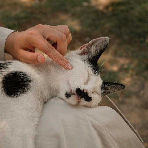 The Complete Guide to Cat Petting | Higooga Blog
