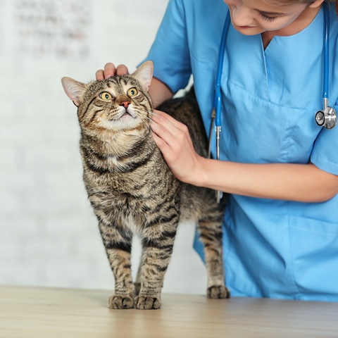 Understanding and Preventing Roundworm in Cats