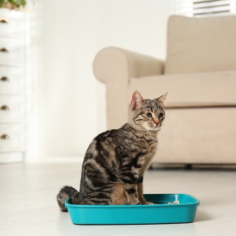 Mastering Cat Litter Box Maintenance: The Ultimate Guide for Happy Cats and Clean Homes