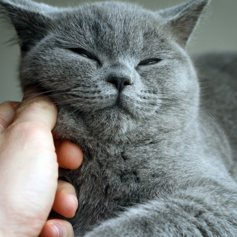 How to tell if your cat is really happy