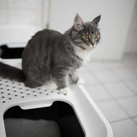 Mastering Cat Litter Box Maintenance: The Ultimate Guide for Happy Cats and Clean Homes