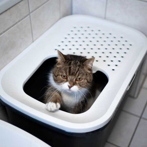 Everything you need to know about cat litter boxes | Higooga Blog