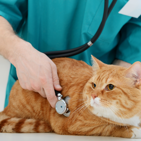Understanding and Preventing Roundworm in Cats