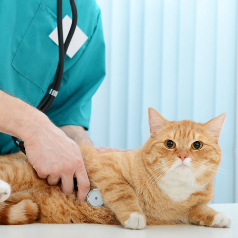 Medical routine your cat needs | Higooga Blog