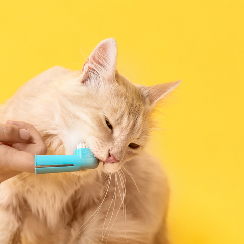 Do Cats Need Dental Care?