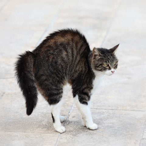 Understand Your Cat's Tail Language | Higooga Blog