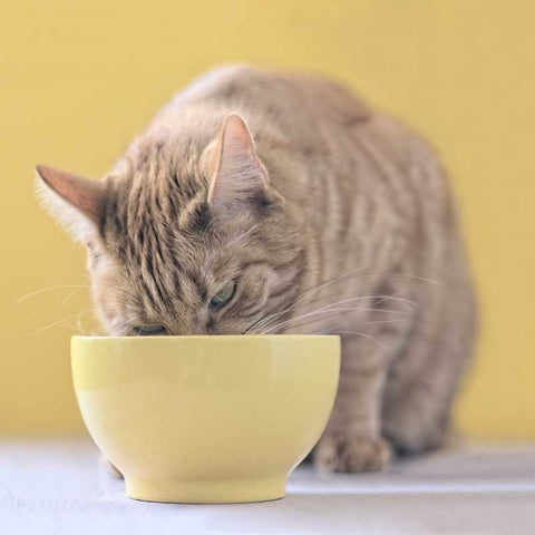 What to do if your cat eats too fast | Higooga Blog